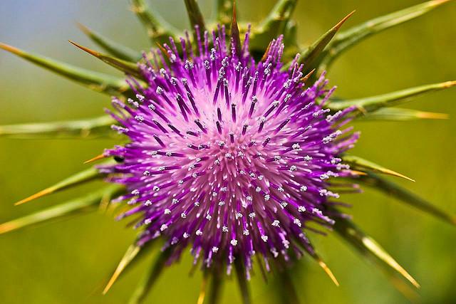 milk thistle liver health and detoxification cancer